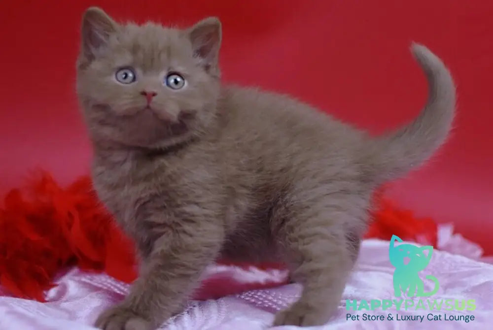 Yanka British Shorthair female cinnamon - live animals