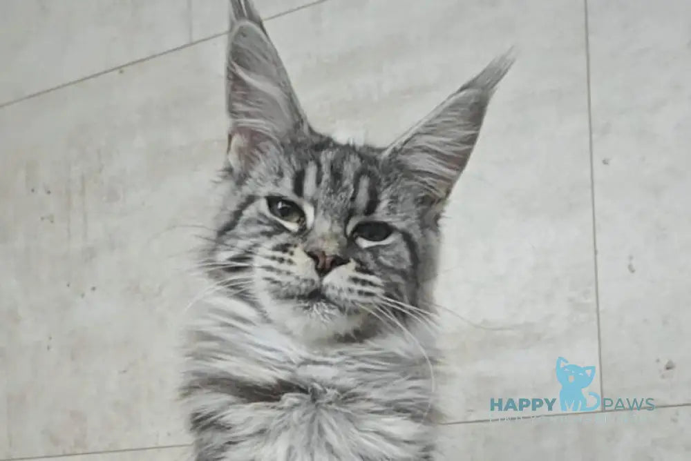 Yanka Maine Coon female black silver tabby live animals