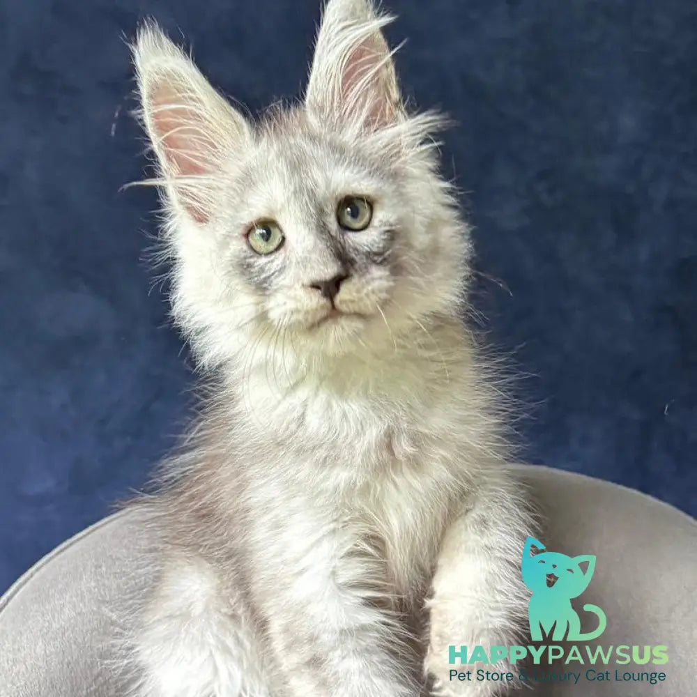 Yankee Maine Coon male black silver - live animals