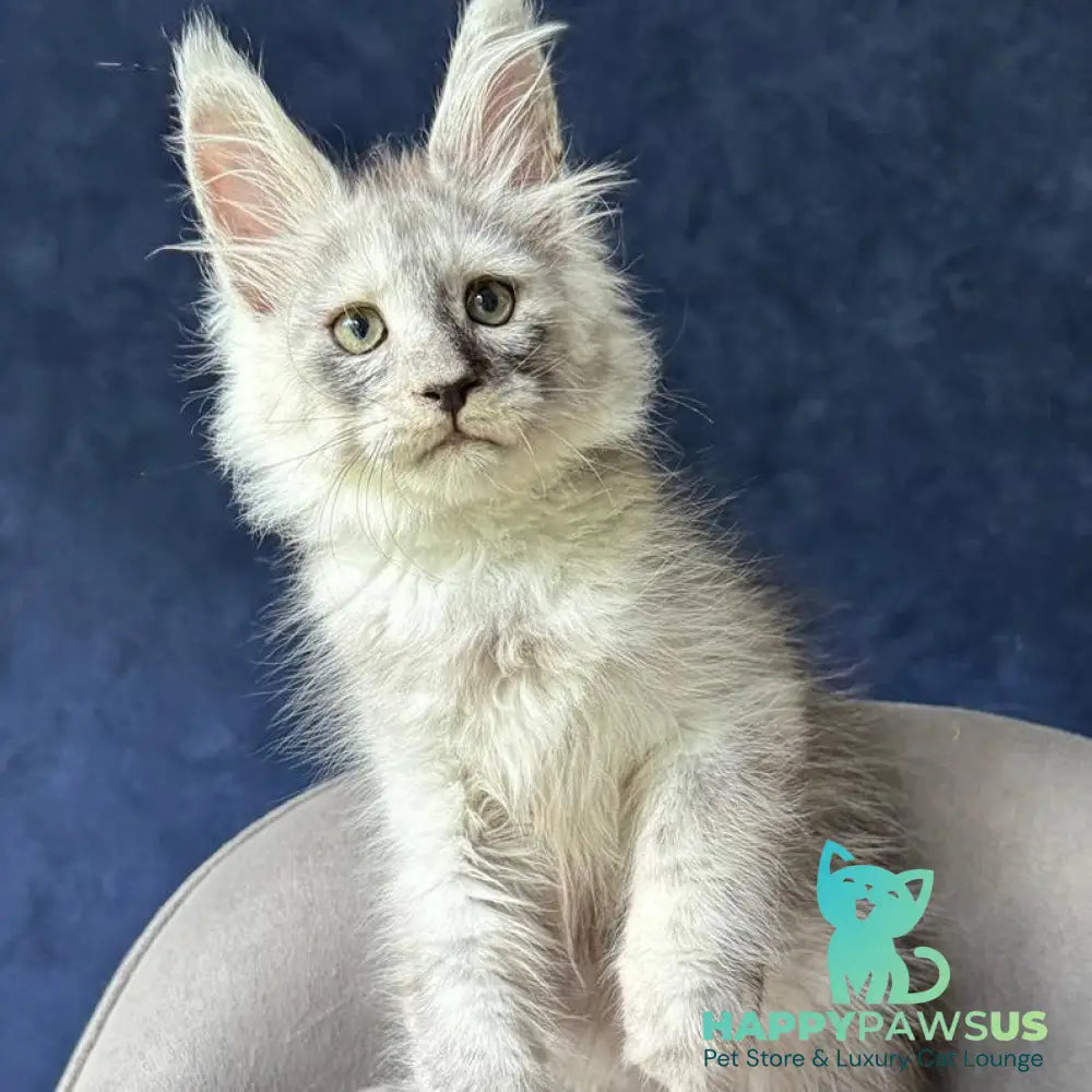 Yankee Maine Coon male black silver - live animals