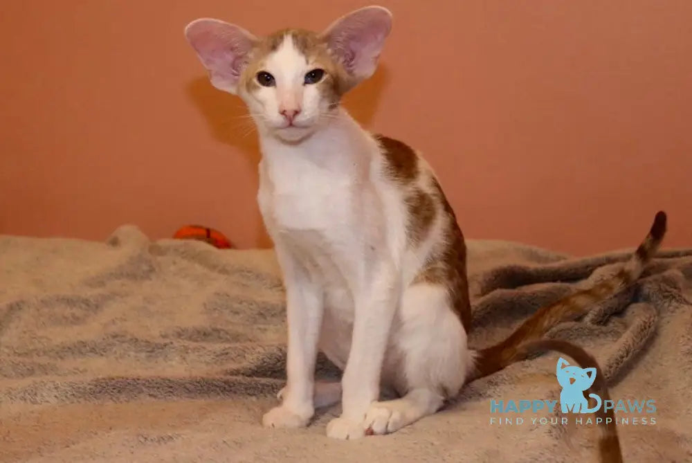 Yankee Oriental Shorthair Male Lilac Bicolour Spotted Tabby Live Animals