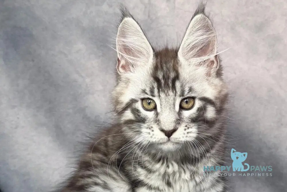 Yanki Maine Coon male black silver spotted tabby live animals
