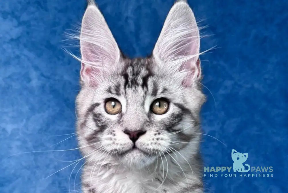 Yanki Maine Coon male black silver spotted tabby live animals