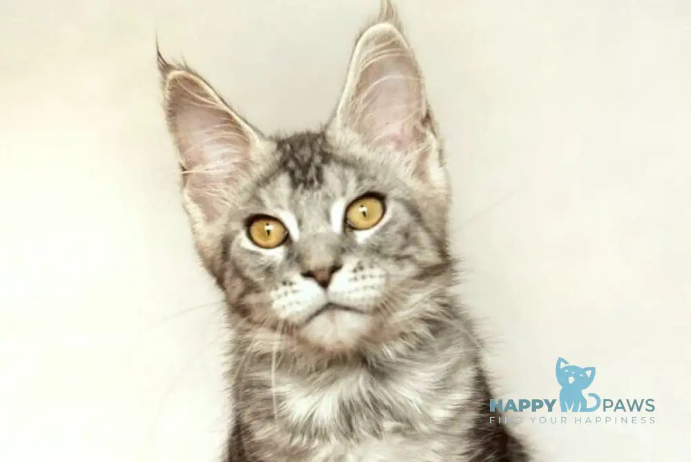 Yann Maine Coon male black silver ticked tabby live animals