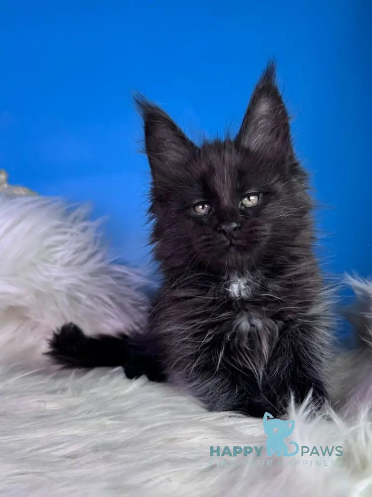 Yann Maine Coon male black with white - live animals