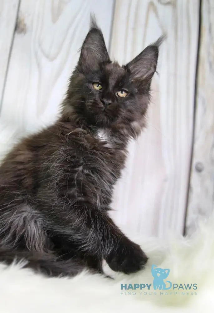 Yann Maine Coon male black with white - live animals