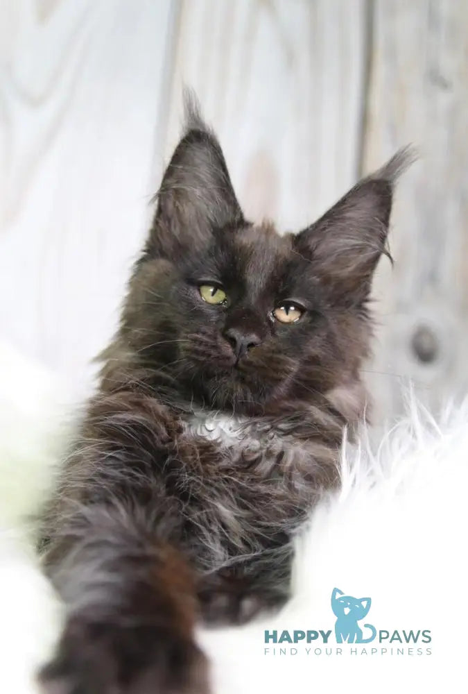 Yann Maine Coon male black with white - live animals