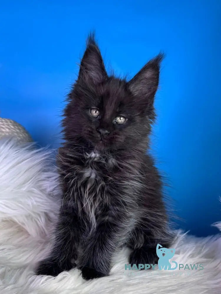 Yann Maine Coon male black with white - live animals