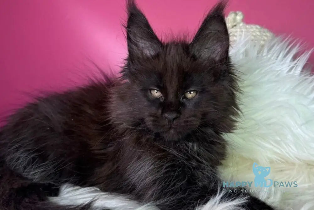 Yann Maine Coon male black with white - live animals