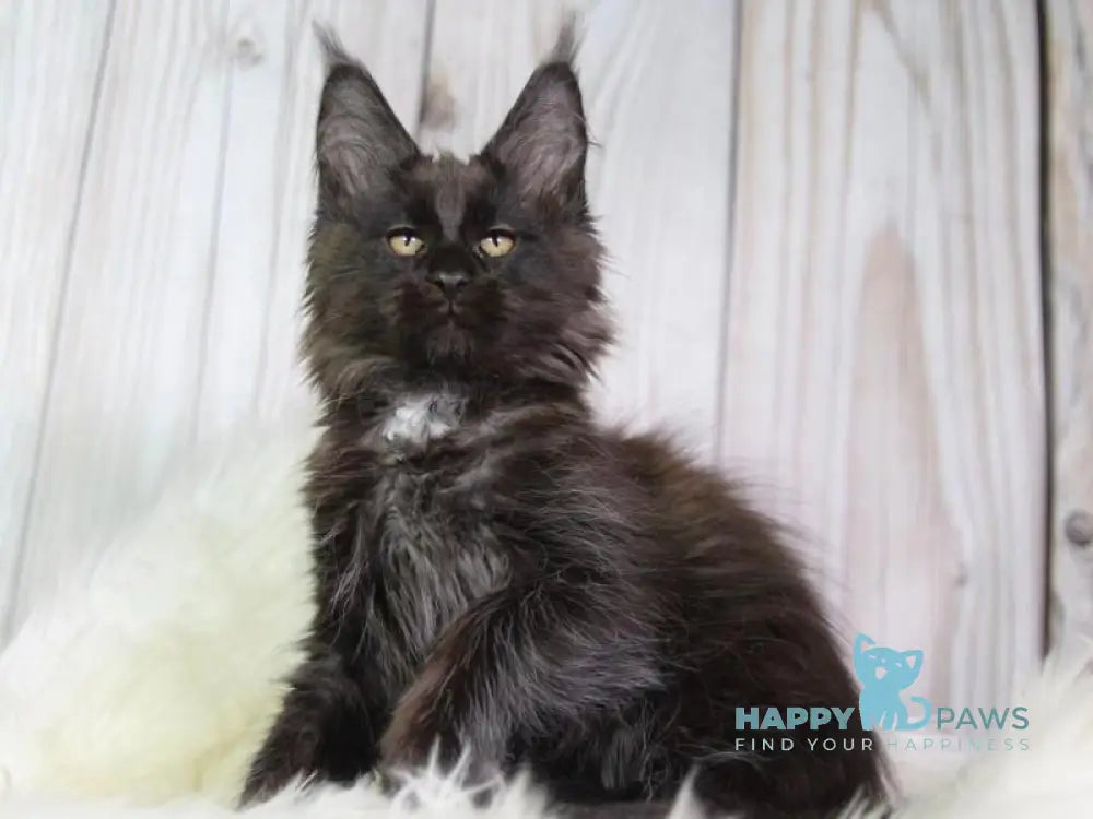 Yann Maine Coon male black with white - live animals