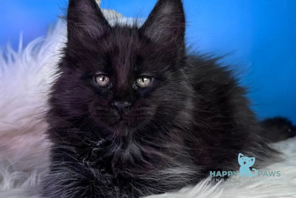 Yann Maine Coon male black with white - live animals