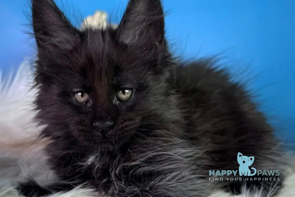 Yann Maine Coon male black with white - live animals