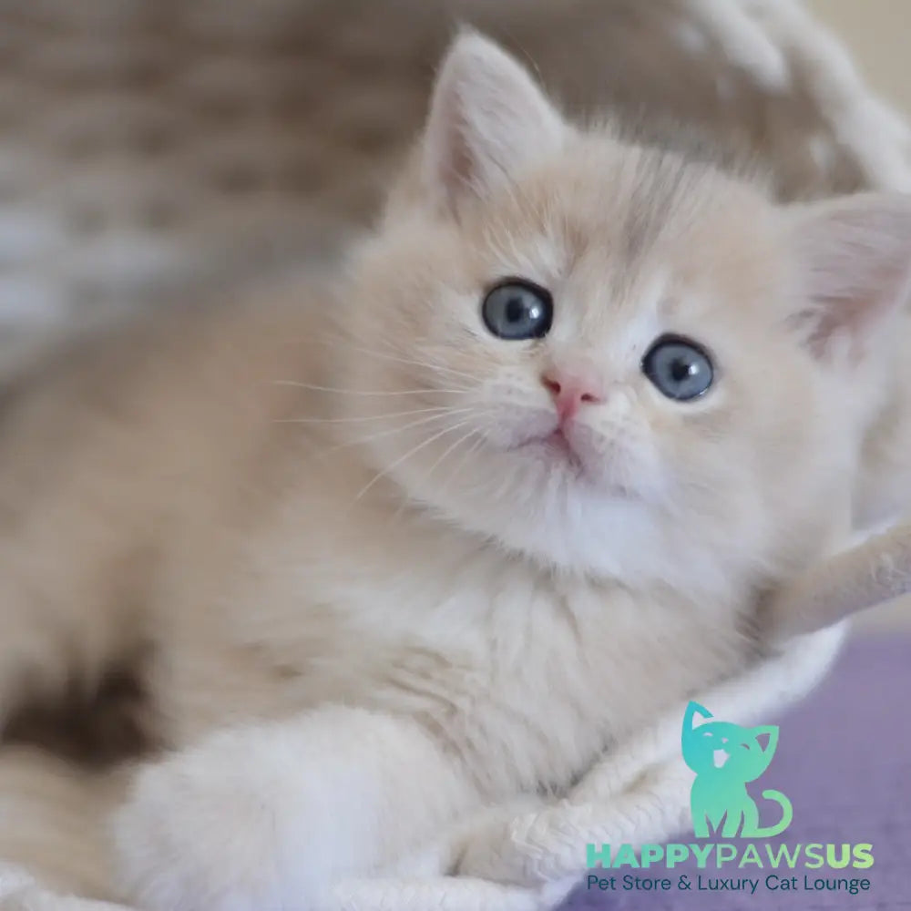 Yannis British Shorthair male blue golden chinchilla - live animals