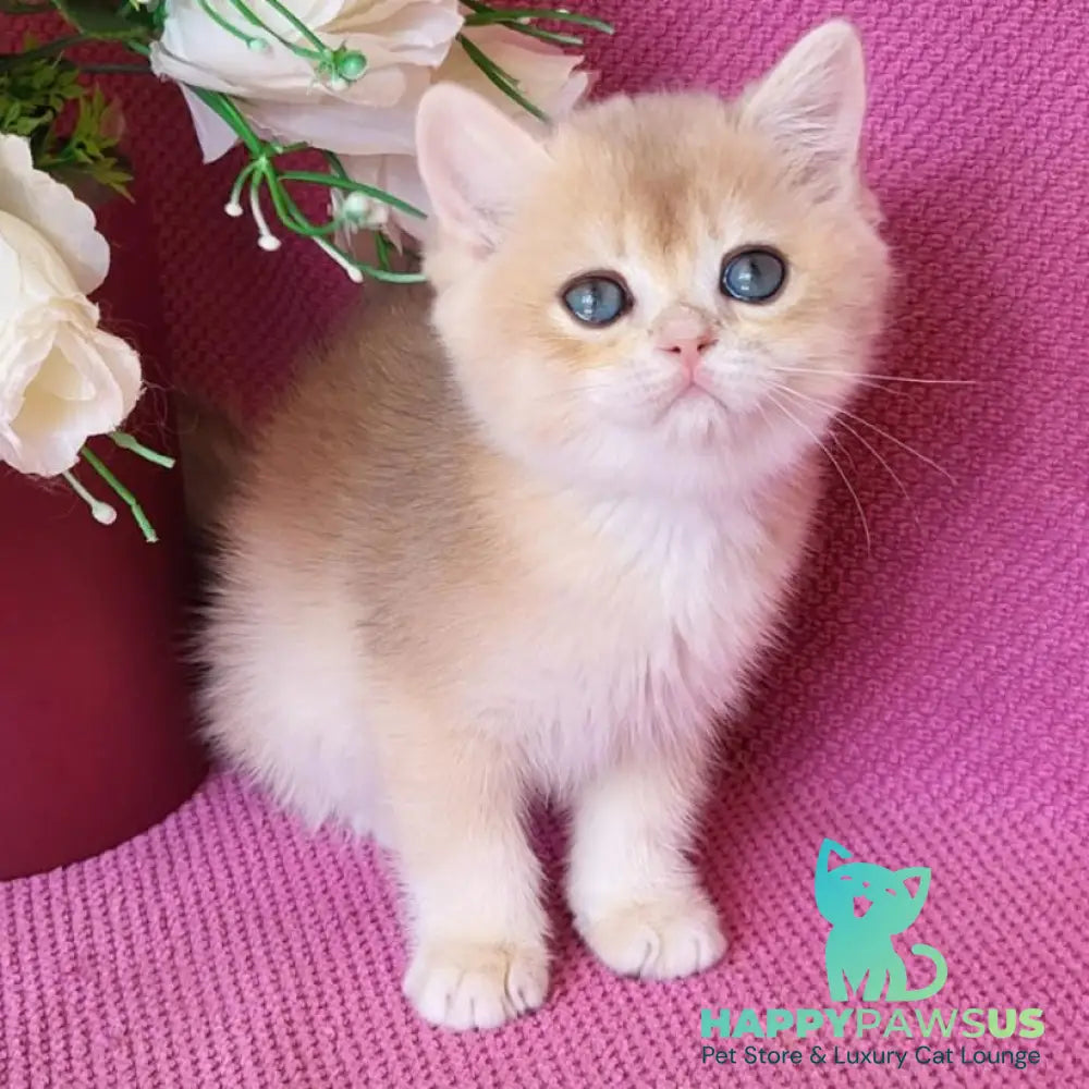 Yannis British Shorthair male blue golden chinchilla - live animals