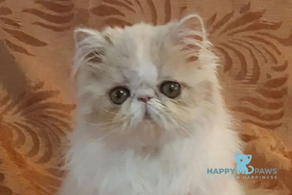 Yansey Persian female cream bicolour live animals