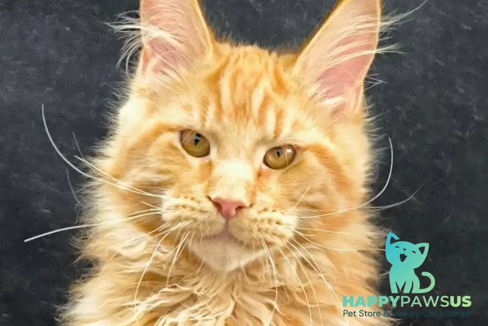 Yantar Maine Coon male red live animals