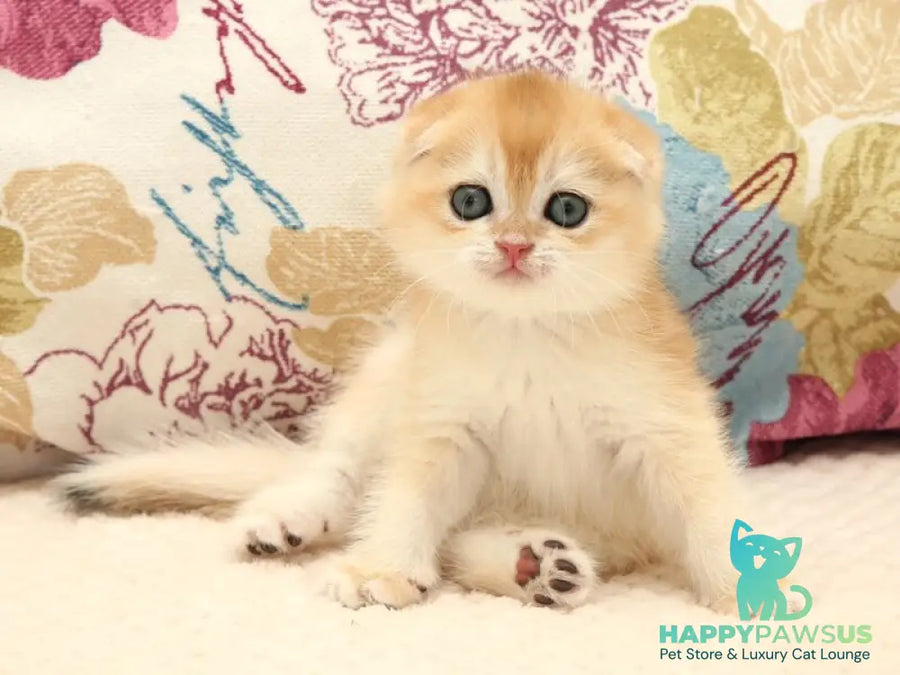 Yantar Scottish Fold male black golden chinchilla - live animals