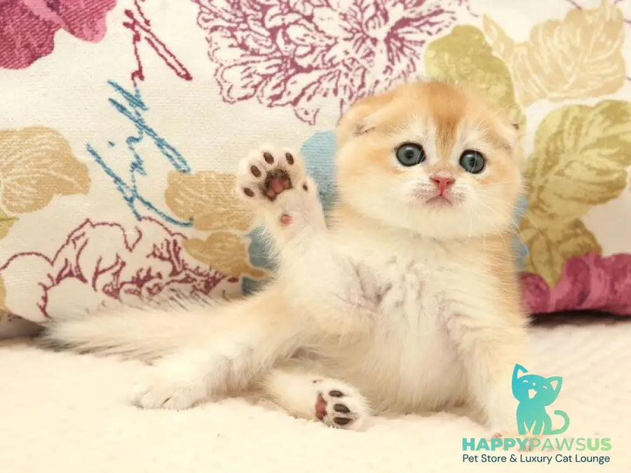 Yantar Scottish Fold male black golden chinchilla - live animals