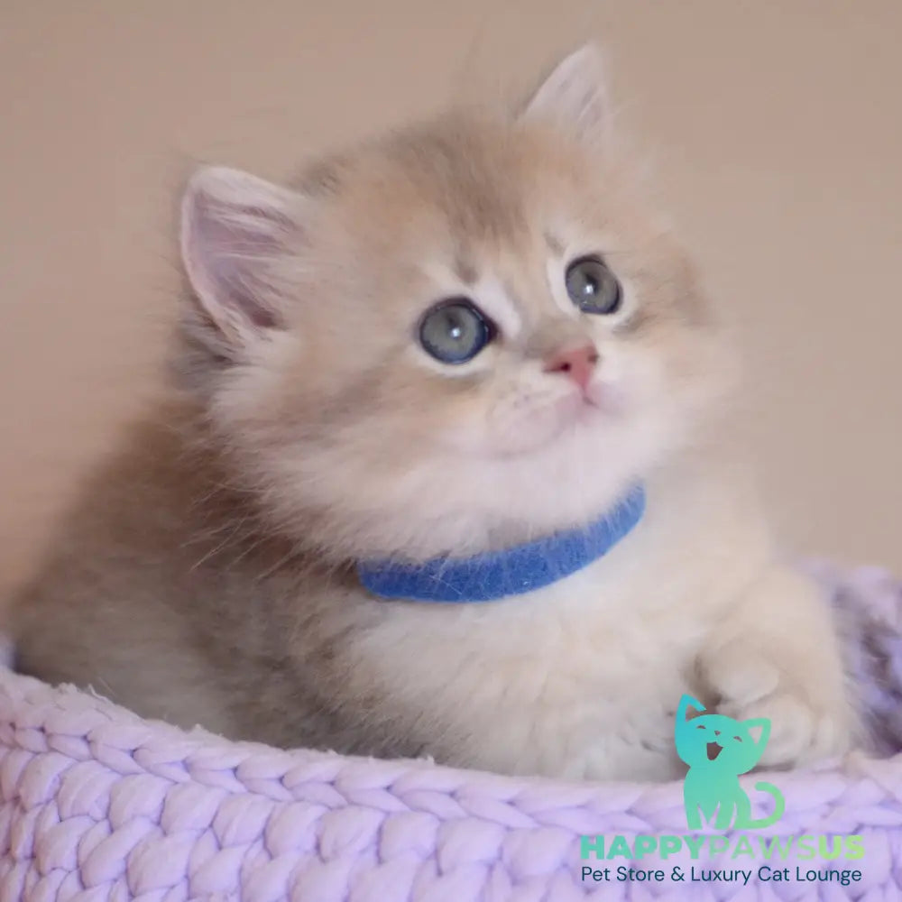 Yappy British Longhair male blue golden chinchilla - live animals