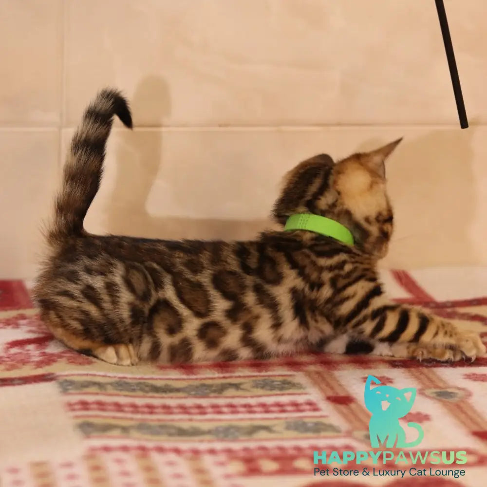 Yara Bengal female black spotted tabby - live animals