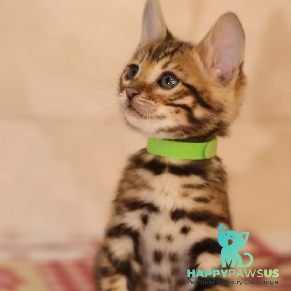 Yara Bengal female black spotted tabby - live animals