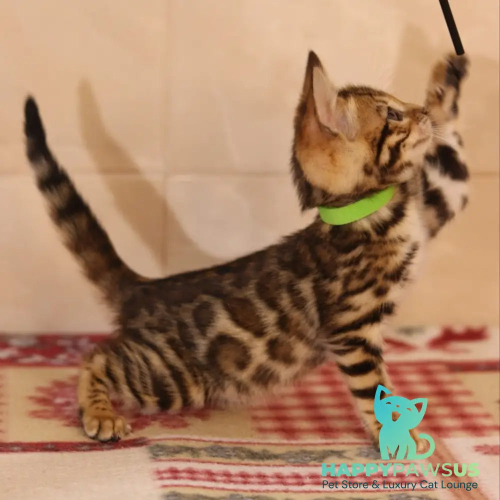 Yara Bengal female black spotted tabby - live animals