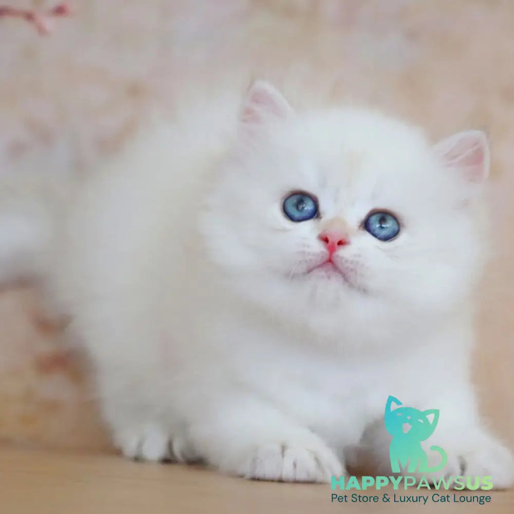 Yara British Longhair female black golden shaded pointed - live animals