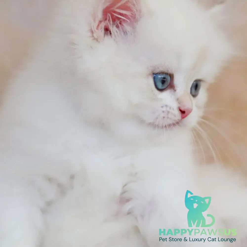 Yara British Longhair female black golden shaded pointed - live animals