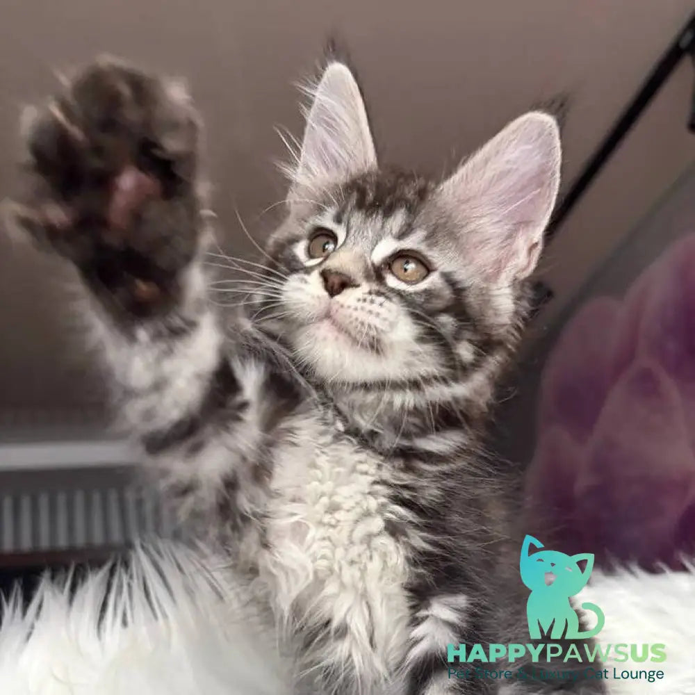 Yara Maine Coon female black silver tabby - live animals