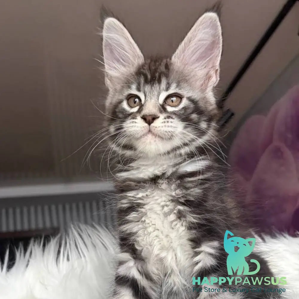 Yara Maine Coon female black silver tabby - live animals