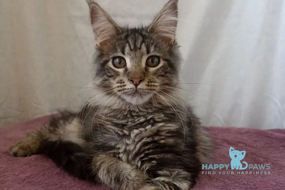 Yara Maine Coon female black silver tabby live animals