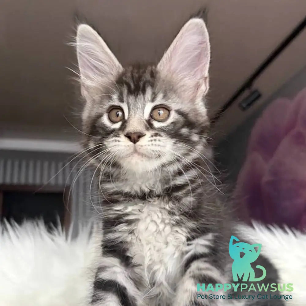 Yara Maine Coon female black silver tabby - live animals