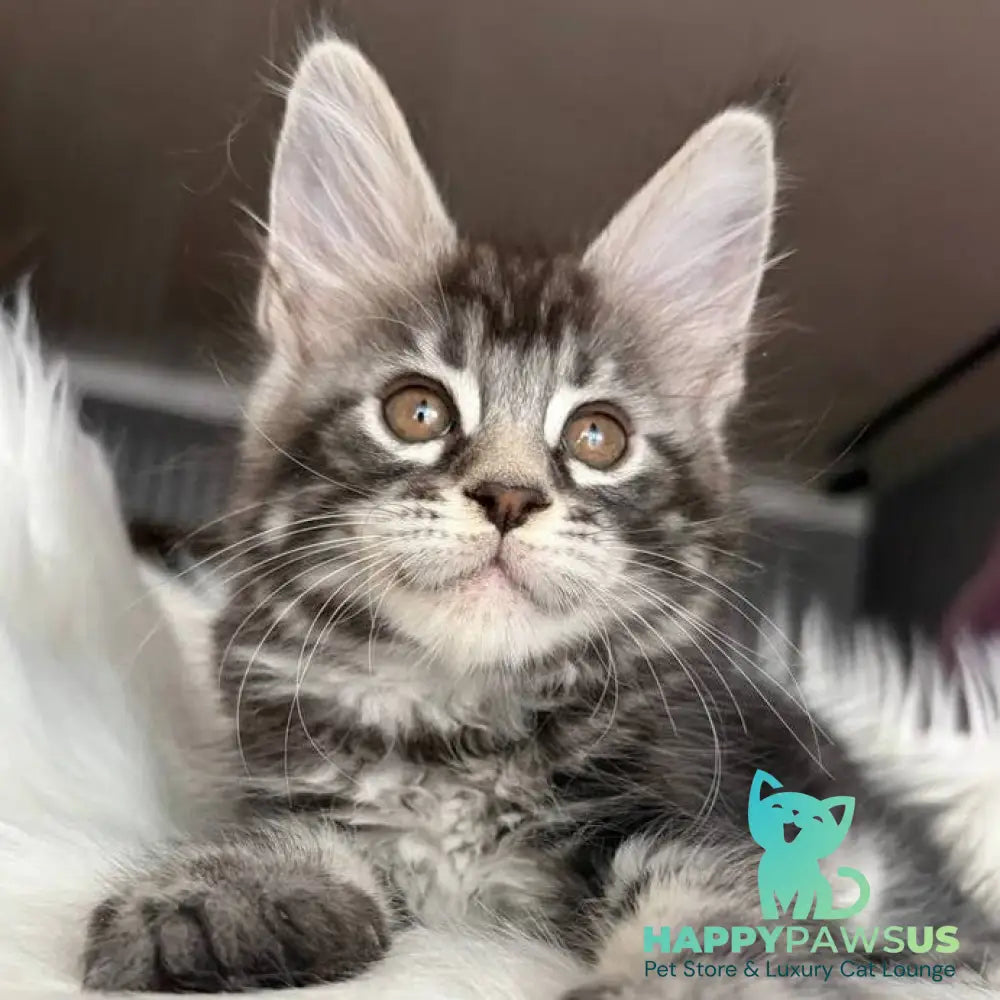 Yara Maine Coon female black silver tabby - live animals