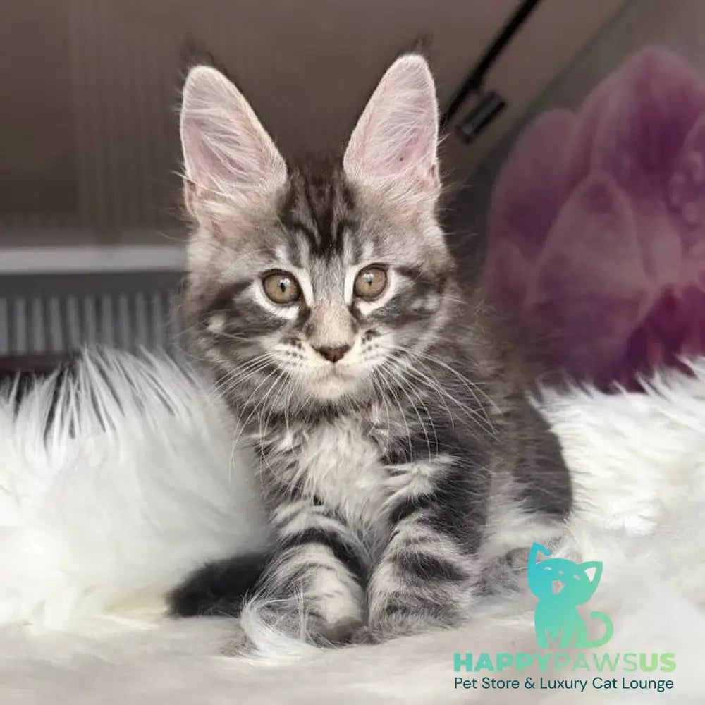 Yara Maine Coon female black silver tabby - live animals
