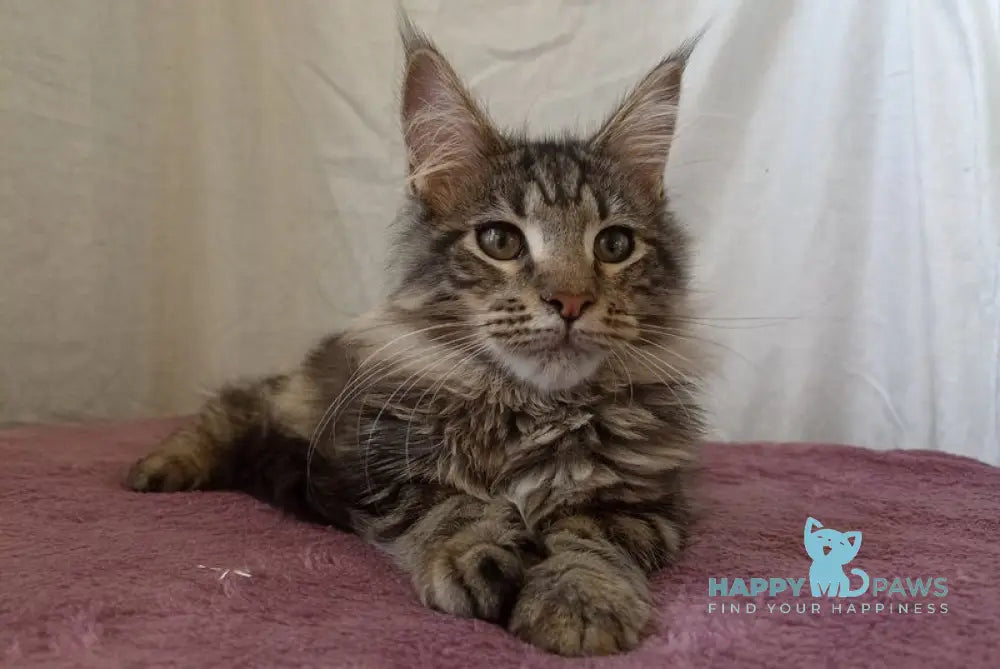 Yara Maine Coon female black silver tabby live animals