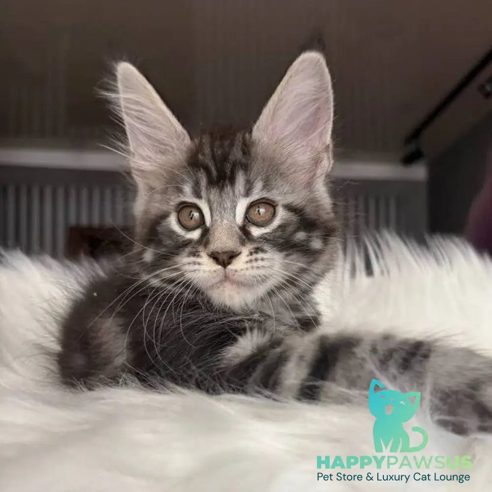 Yara Maine Coon female black silver tabby - live animals