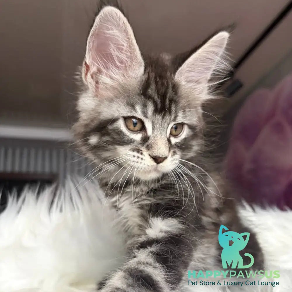 Yara Maine Coon female black silver tabby - live animals