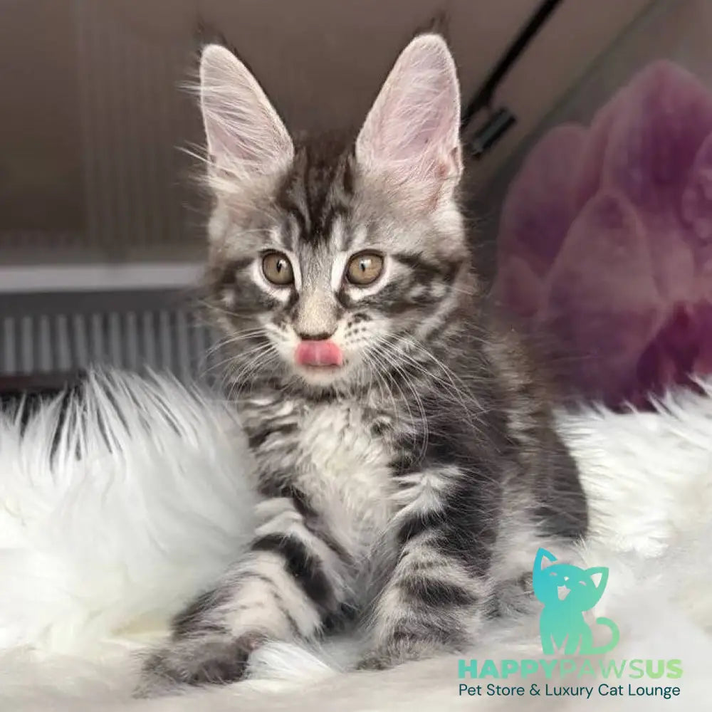 Yara Maine Coon female black silver tabby - live animals