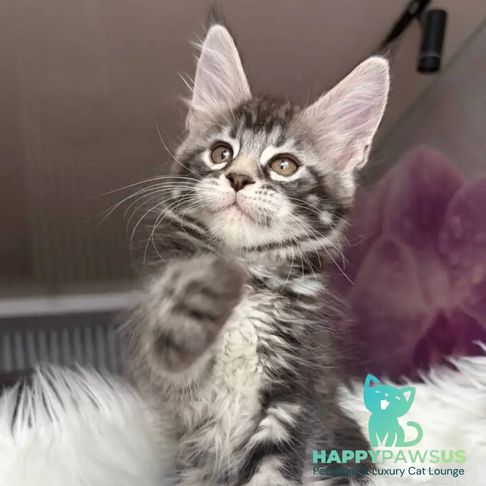 Yara Maine Coon female black silver tabby - live animals