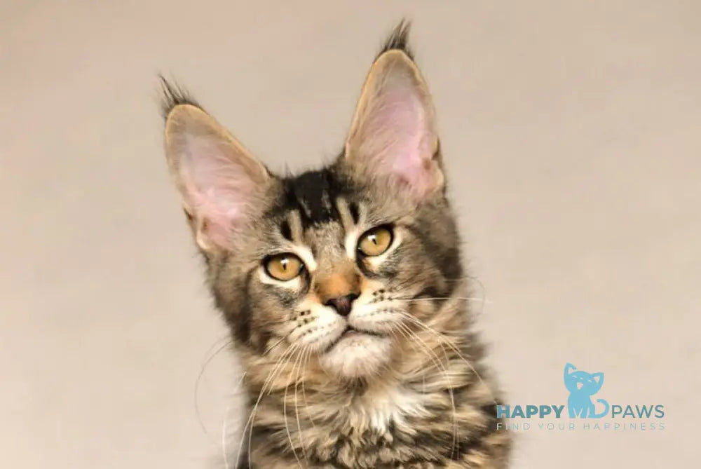 Yara Maine Coon female black ticked tabby live animals