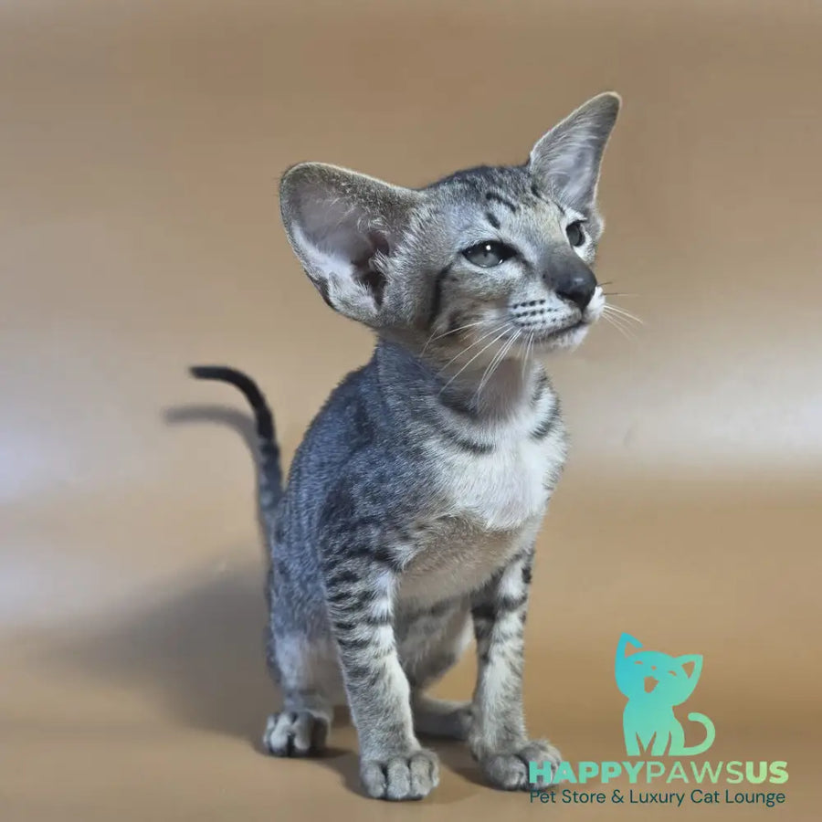 Yara Oriental Shorthair female black spotted tabby - live animals