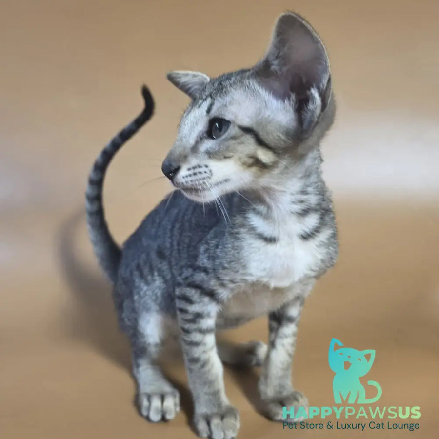 Yara Oriental Shorthair female black spotted tabby - live animals