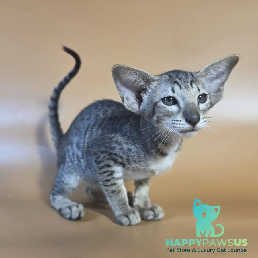 Yara Oriental Shorthair female black spotted tabby - live animals