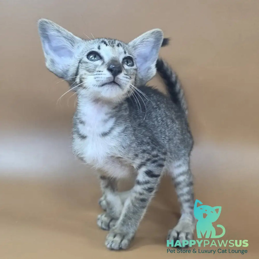 Yara Oriental Shorthair female black spotted tabby - live animals