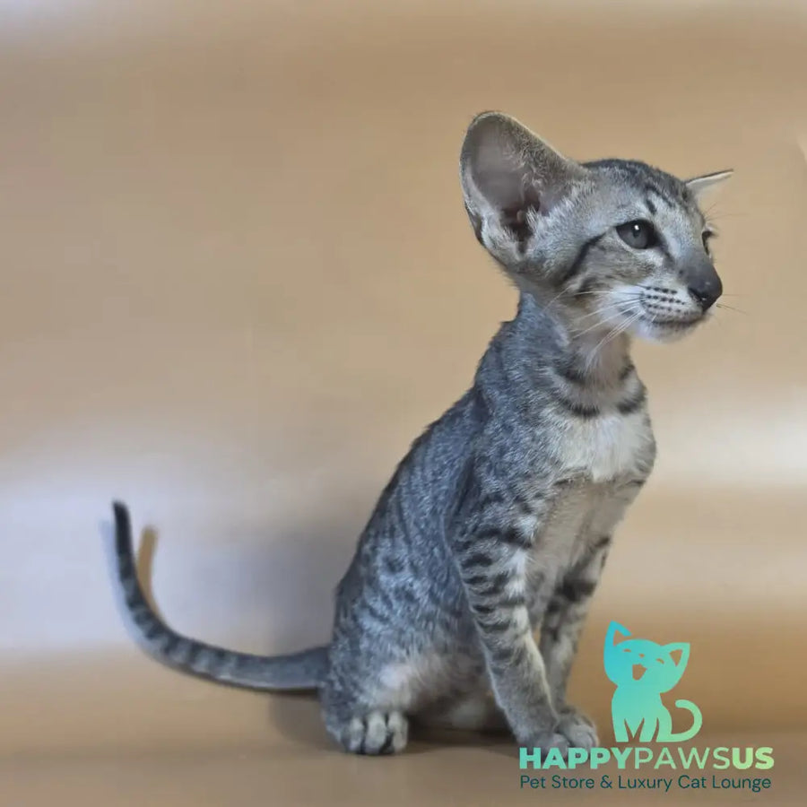 Yara Oriental Shorthair female black spotted tabby - live animals