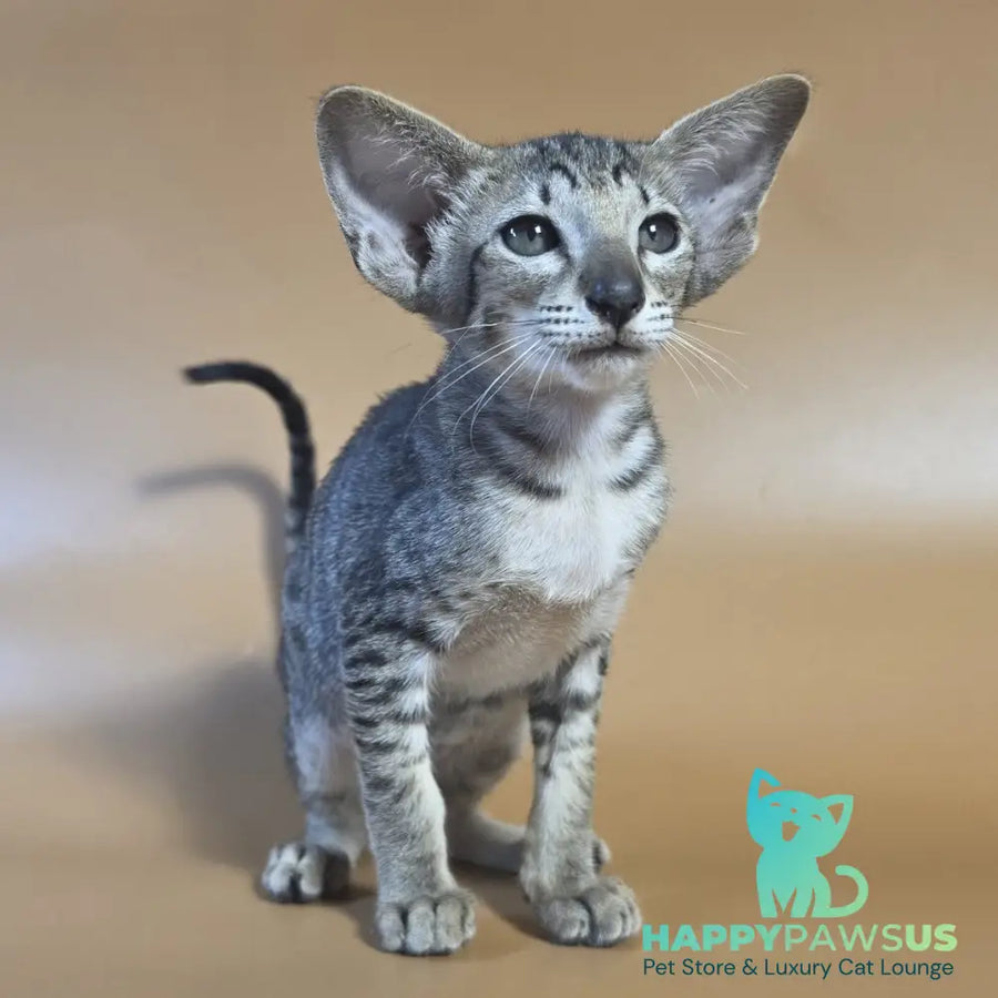 Yara Oriental Shorthair female black spotted tabby - live animals