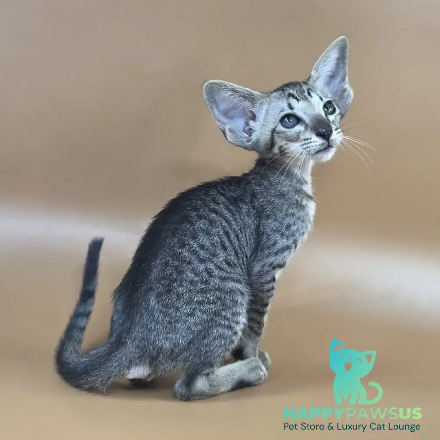Yara Oriental Shorthair female black spotted tabby - live animals