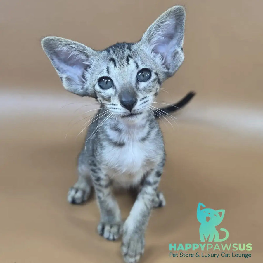 Yara Oriental Shorthair female black spotted tabby - live animals