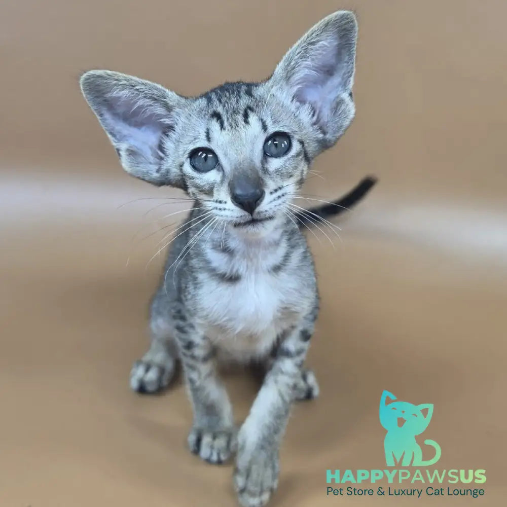 Yara Oriental Shorthair female black spotted tabby - live animals