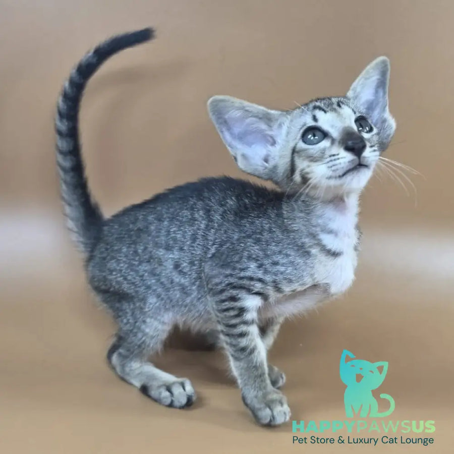 Yara Oriental Shorthair female black spotted tabby - live animals